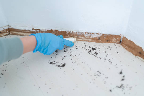 Best Pest Prevention Services  in Ransom Canyon, TX